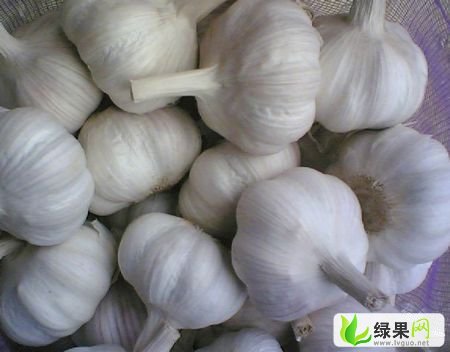 大蒜网最新价格行情